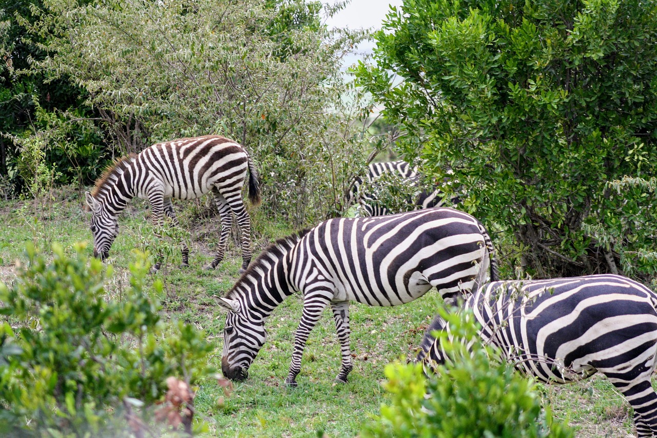 zebra grazing nature free photo