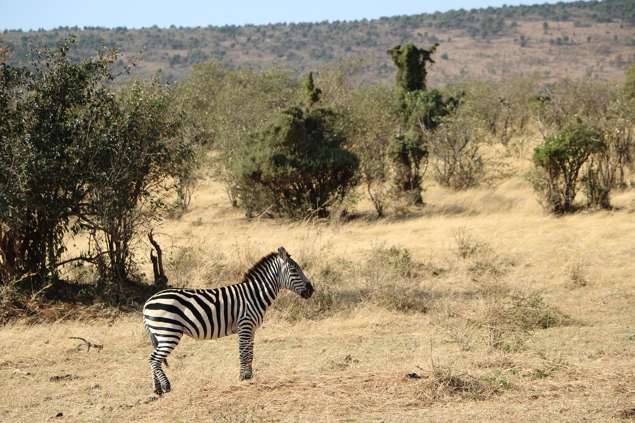 zebra safari savanna free photo