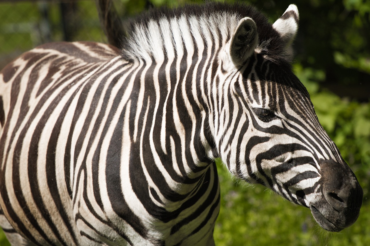 zebra animal world nature free photo