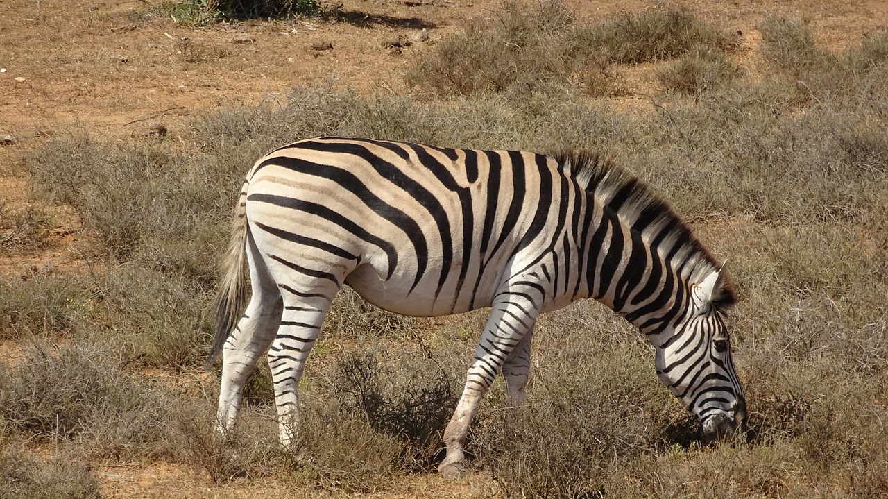 zebra mammal fauna free photo