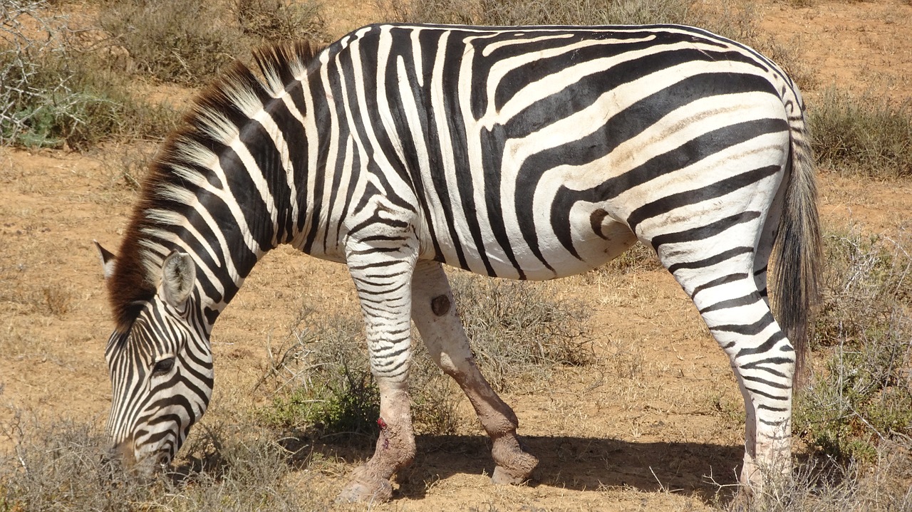 zebra mammal fauna free photo