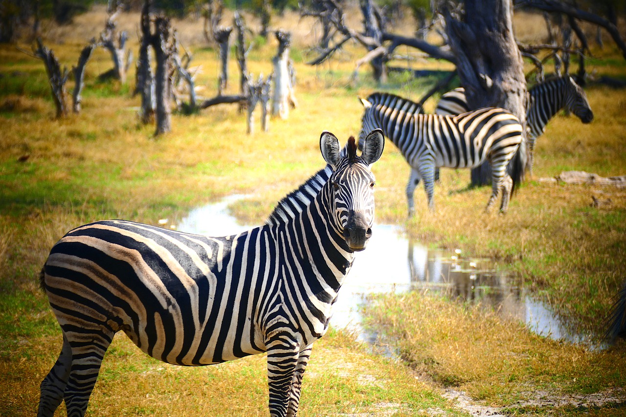 zebra animal world nature free photo