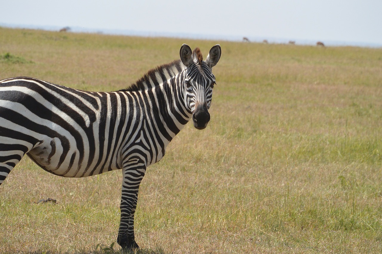 zebra wild animal free photo