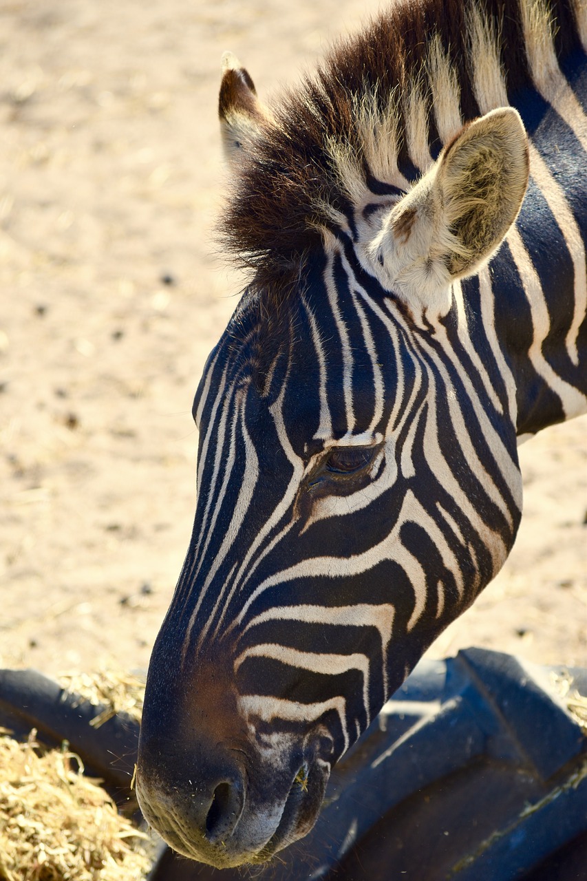 zebra south africa nature free photo