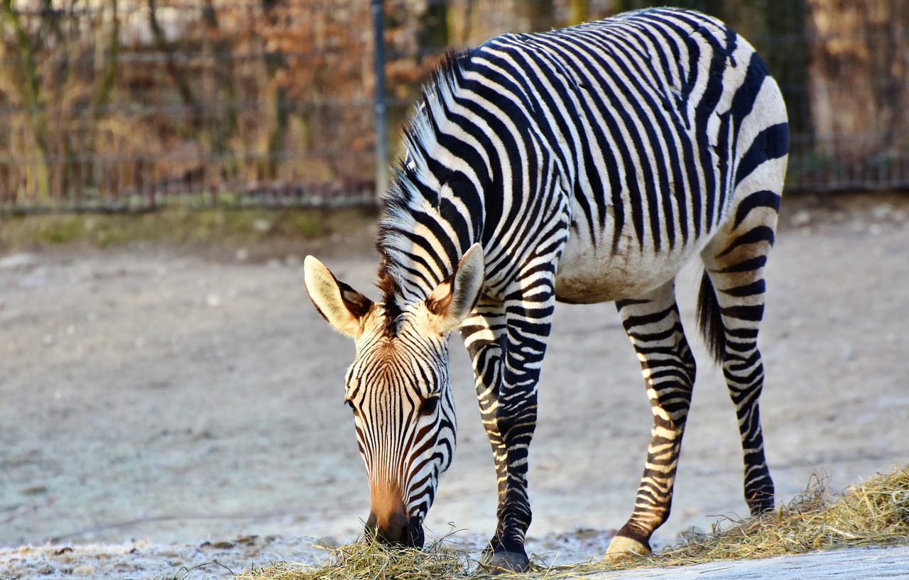 zebra zebra crossing black and white free photo