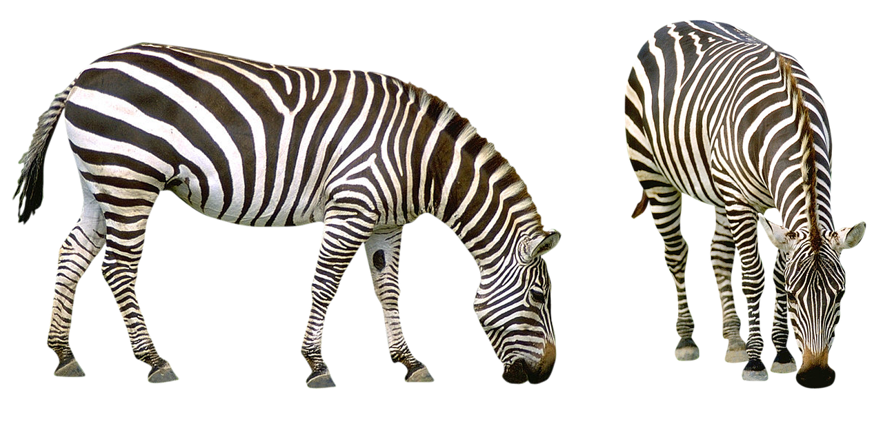 zebra africa striped free photo