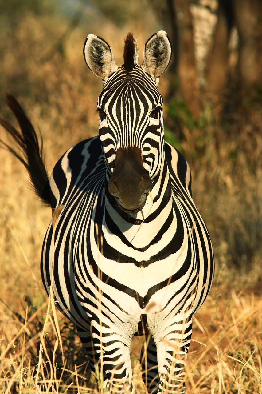 zebra africa animal world free photo