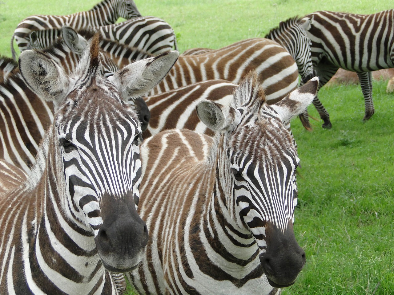 zebra wildlife nature free photo