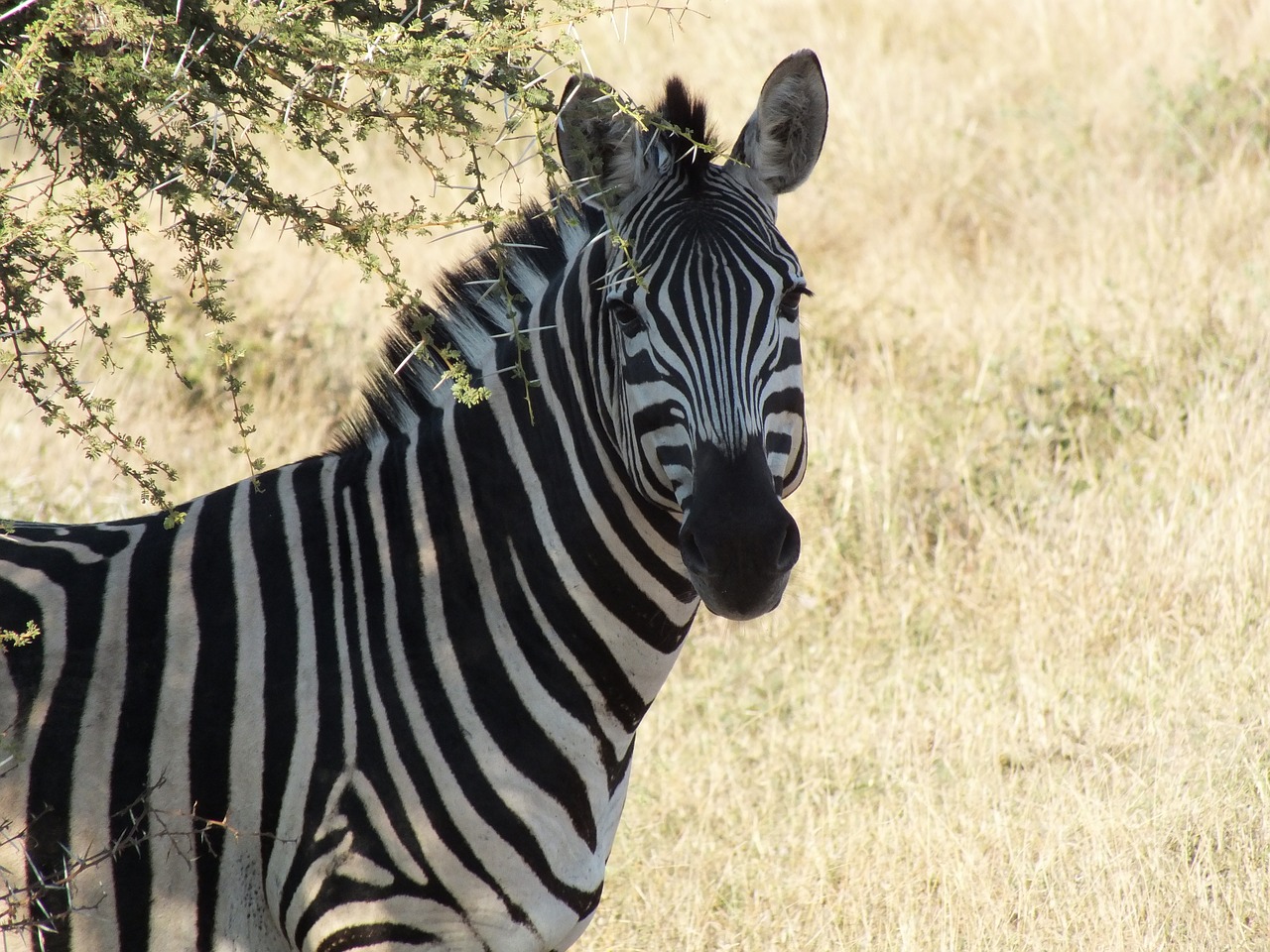 zebra wildlife safari free photo