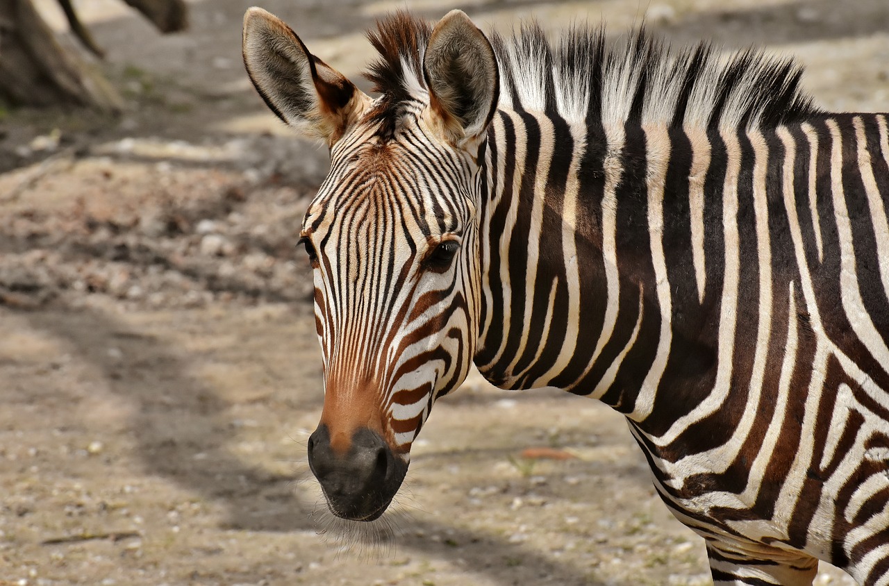 zebra  wild animal  zoo free photo