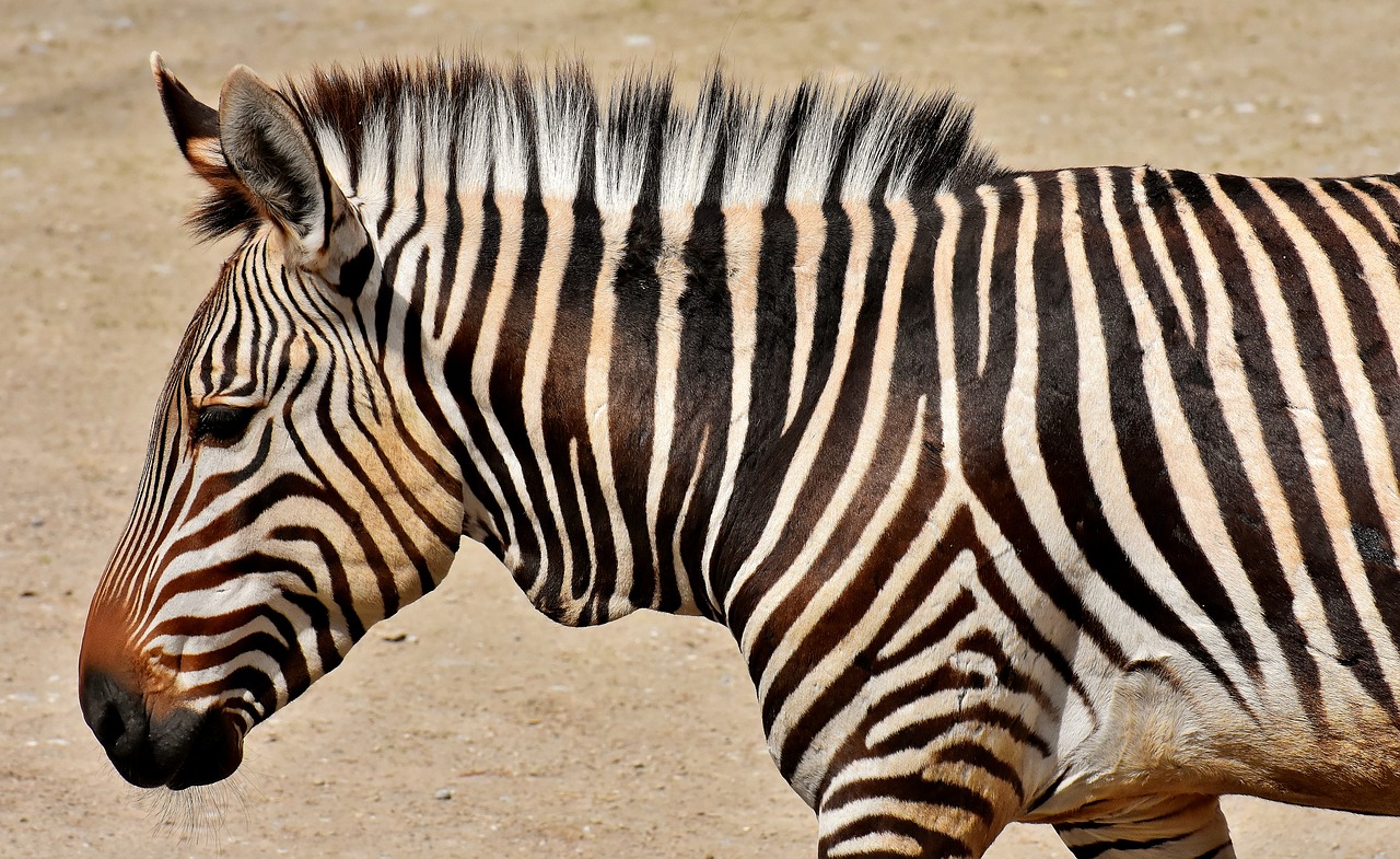 zebra  wild animal  zoo free photo