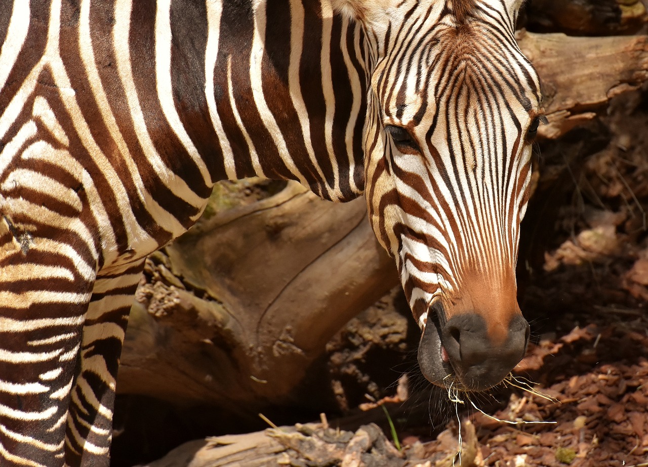 zebra  wild animal  zoo free photo