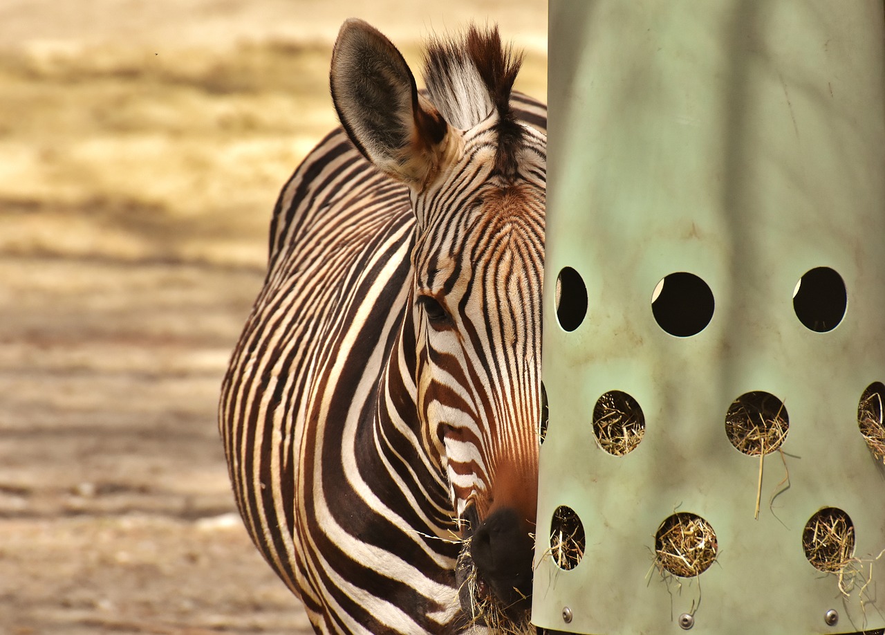 zebra  wild animal  zoo free photo