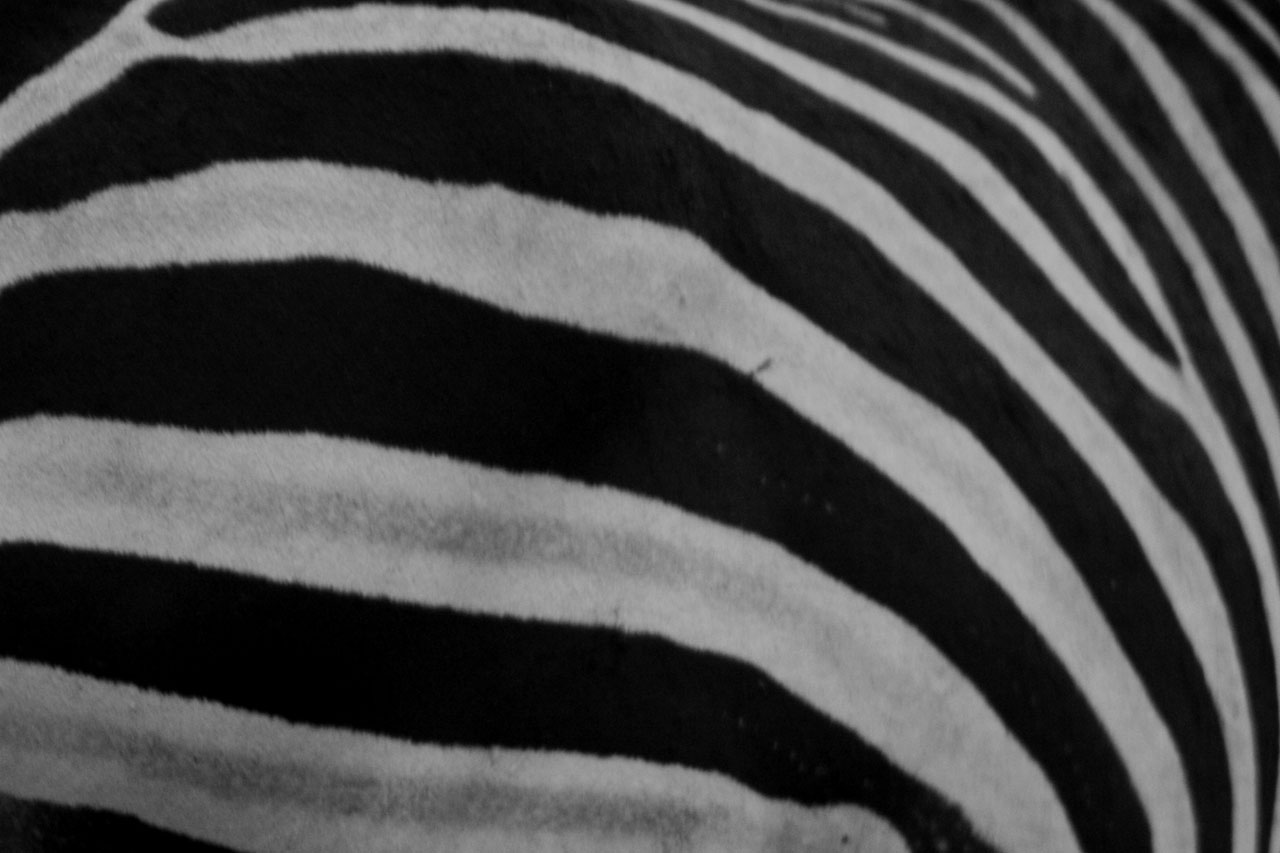 stripes zebra animal free photo