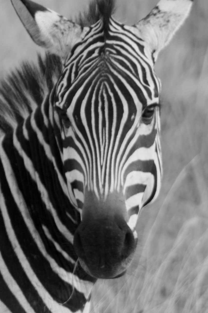 zebra animal family free photo