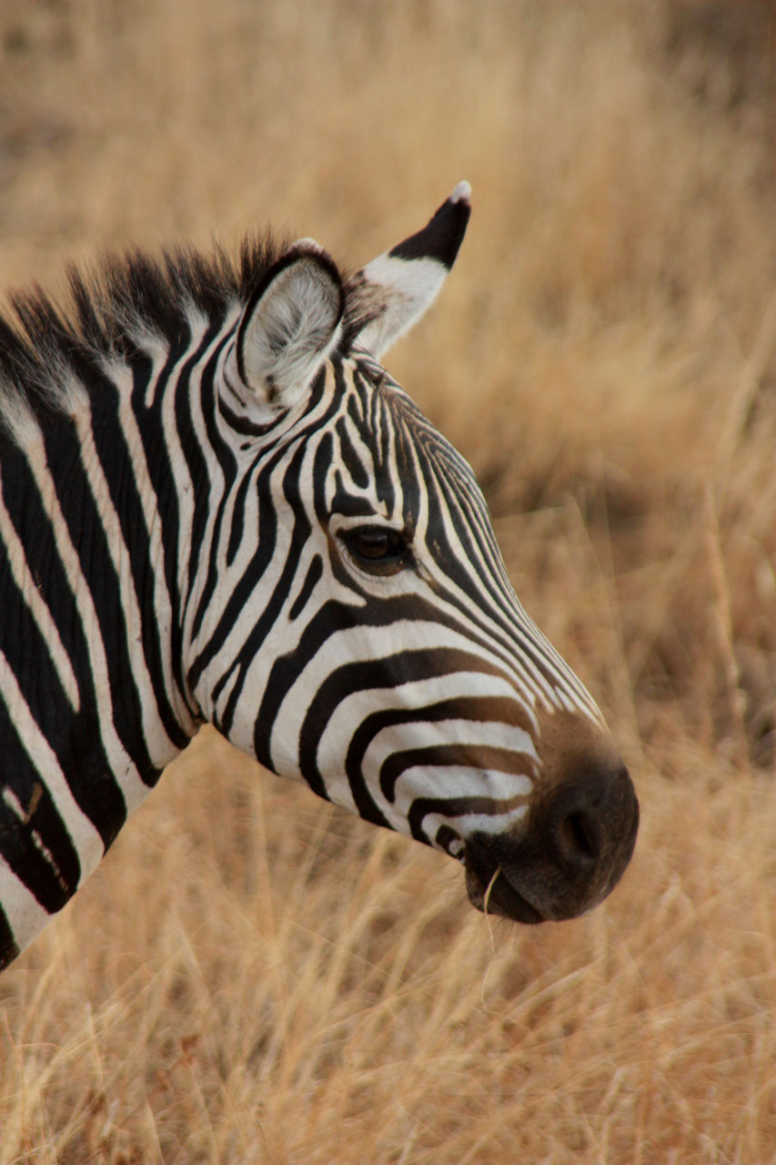 zebra animal family free photo