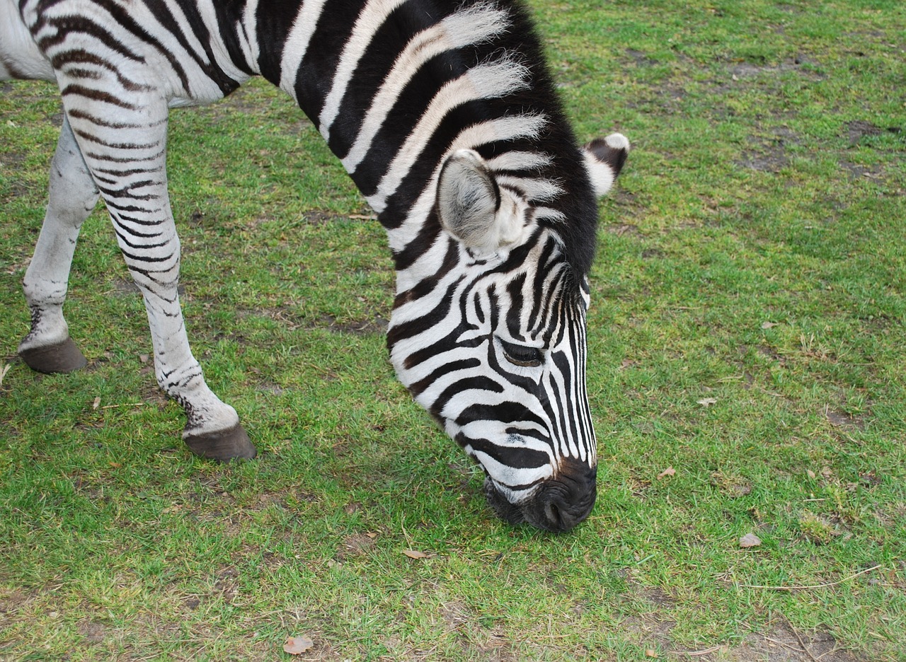 zebra stripes zoo free photo