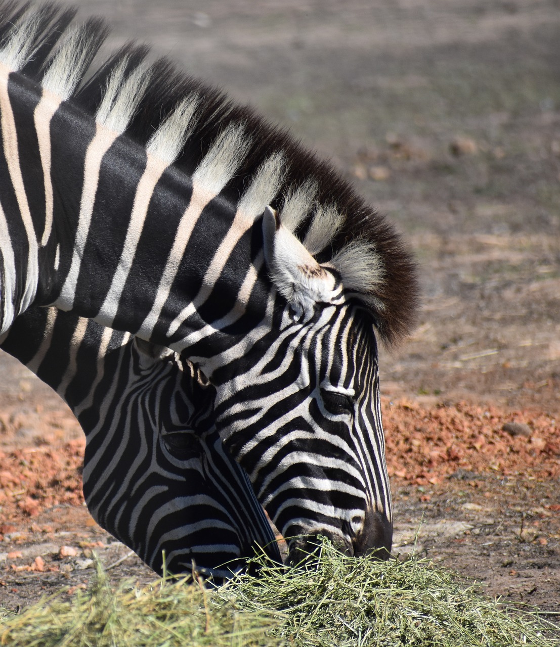 zebra  wildlife  safari free photo