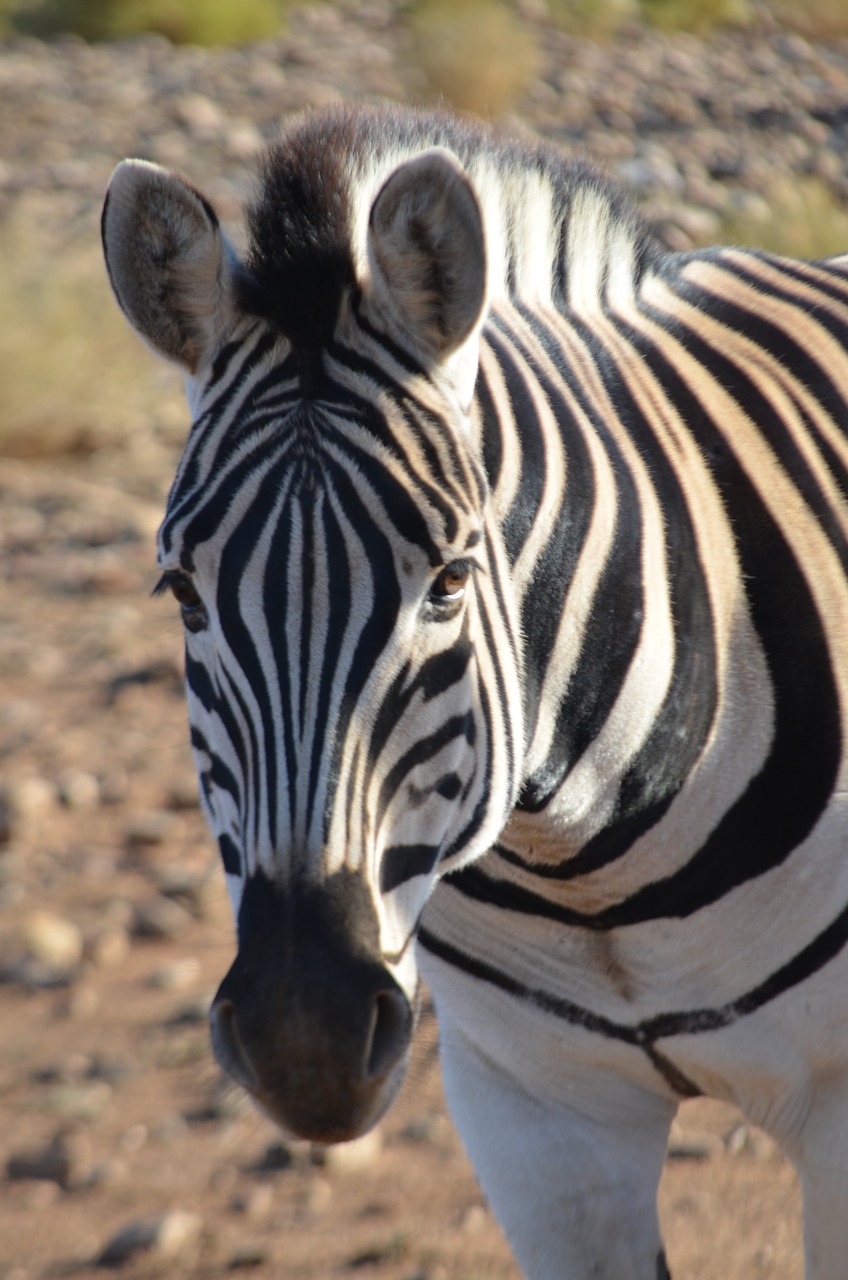 zebra  nature  wildlife free photo