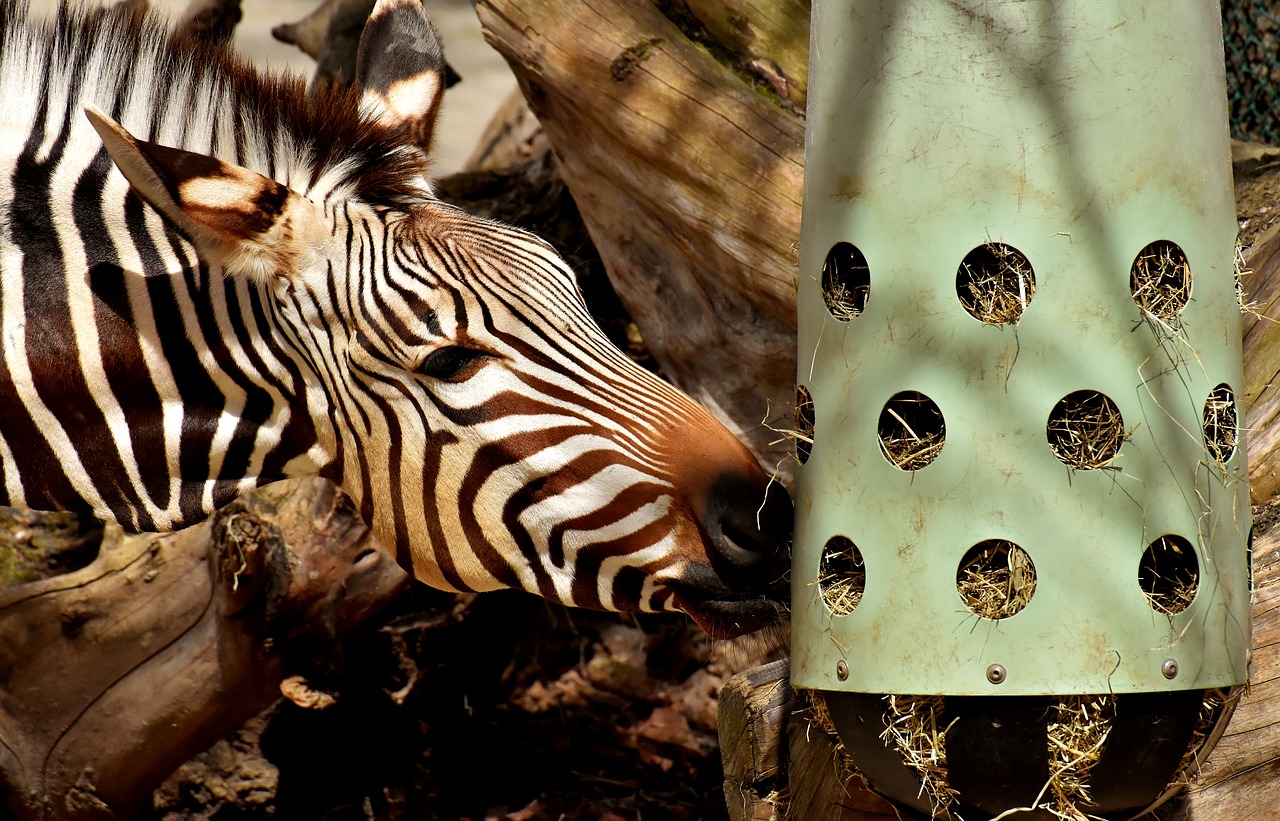 zebra  wild animal  zoo free photo