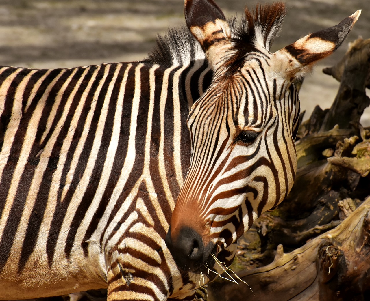 zebra  wild animal  zoo free photo