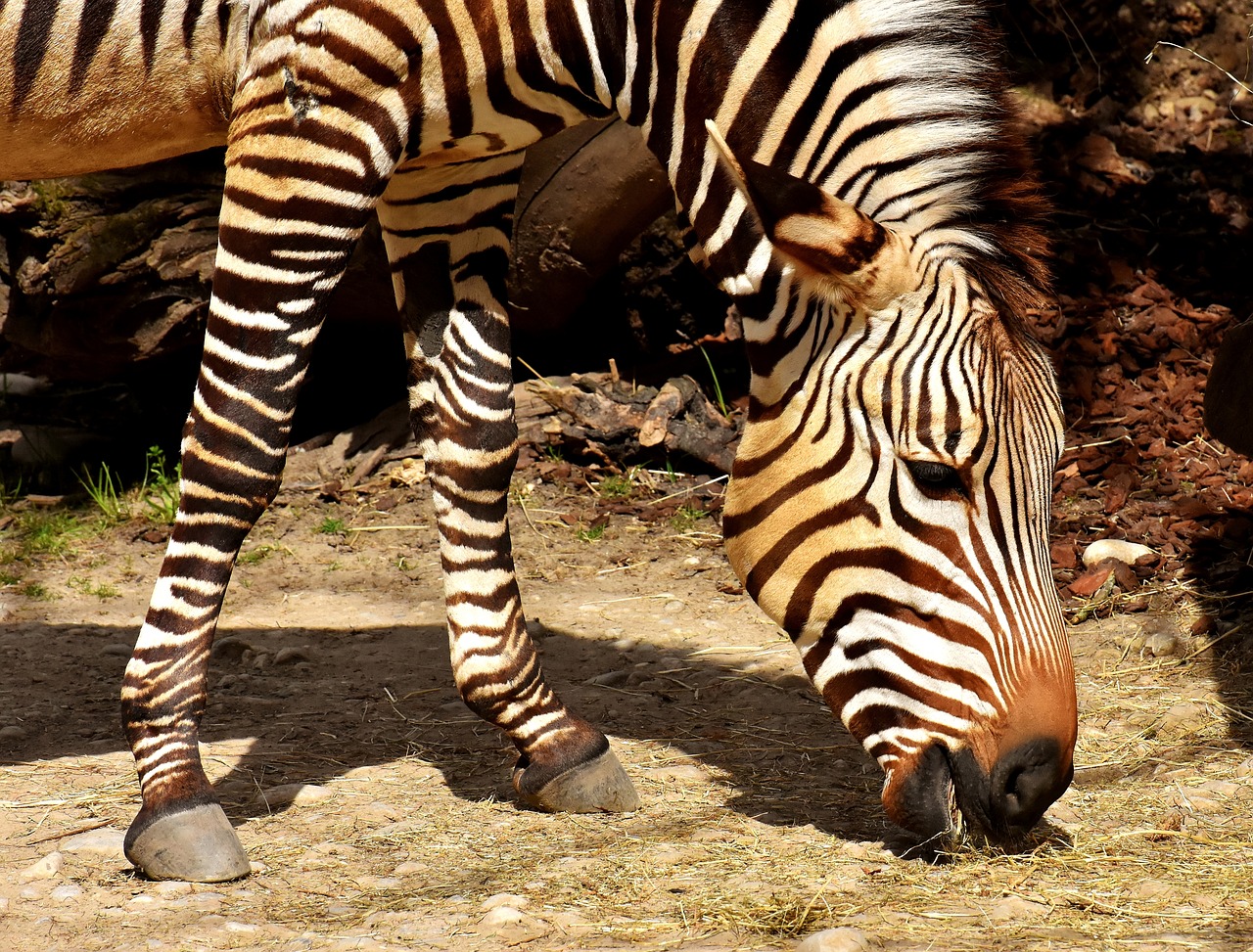 zebra  wild animal  zoo free photo