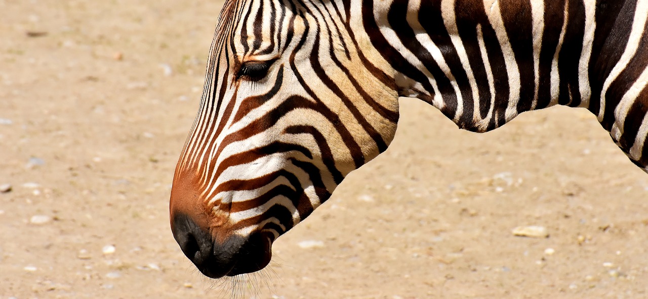 zebra  wild animal  zoo free photo