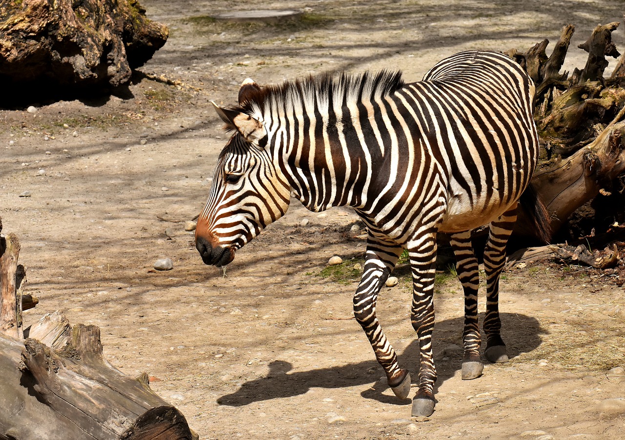 zebra  wild animal  zoo free photo