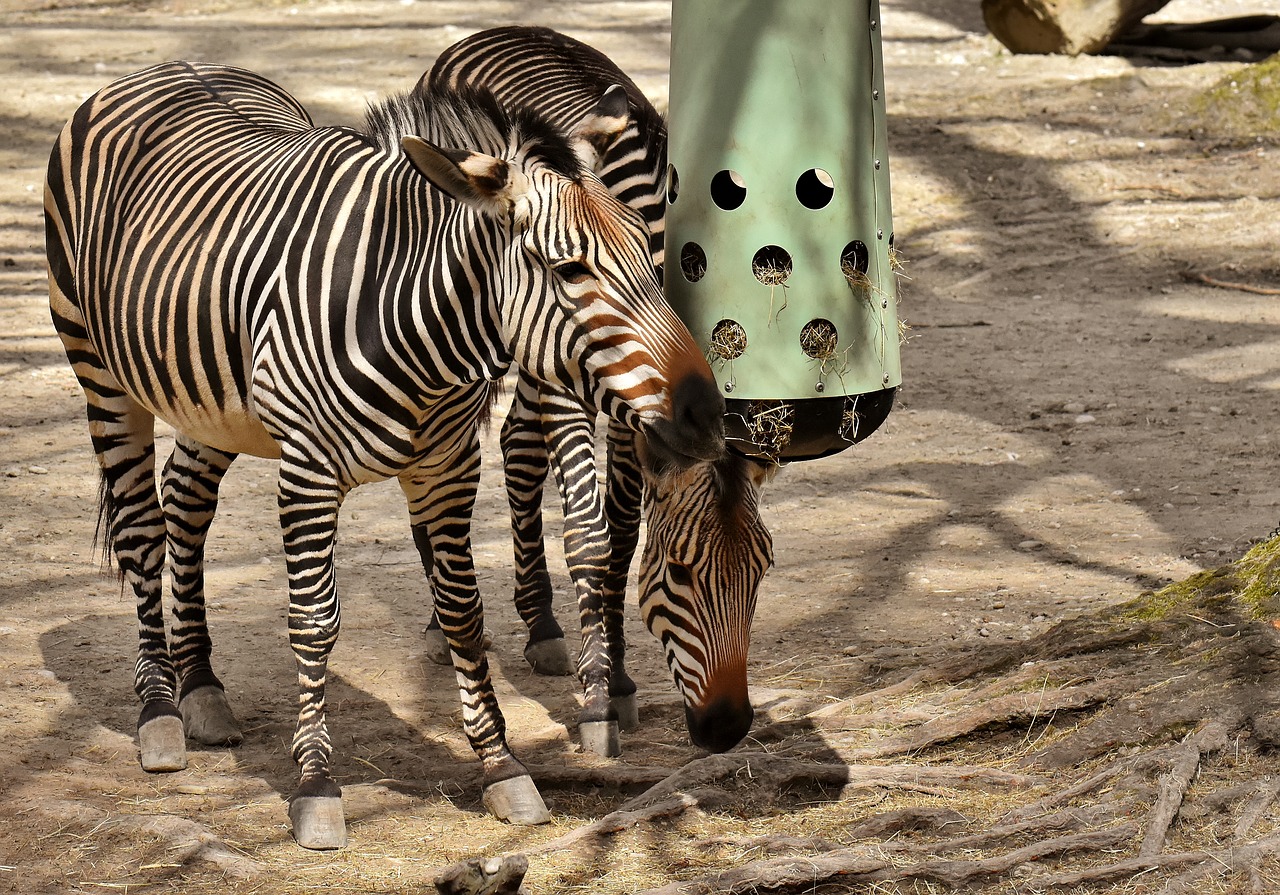 zebra  wild animal  zoo free photo