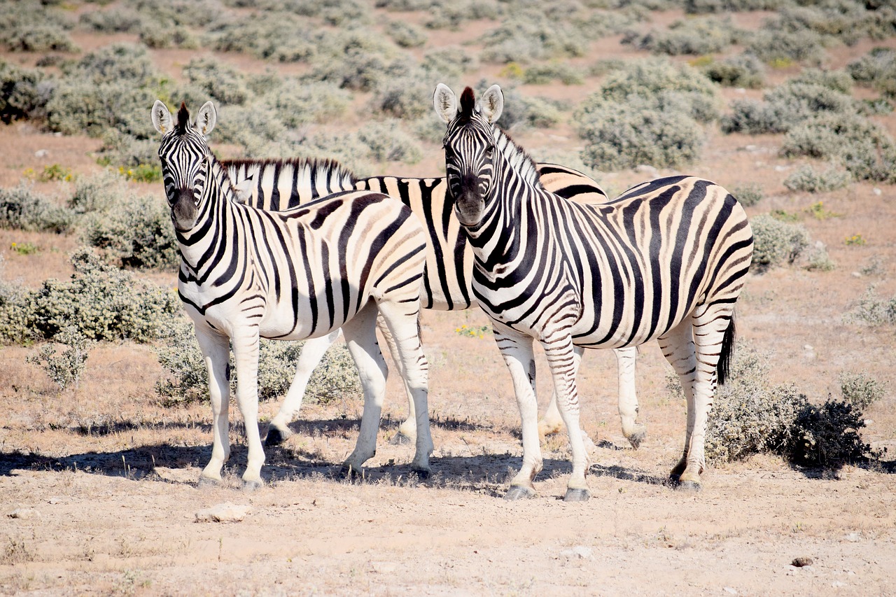 zebra  looking  etosha free photo