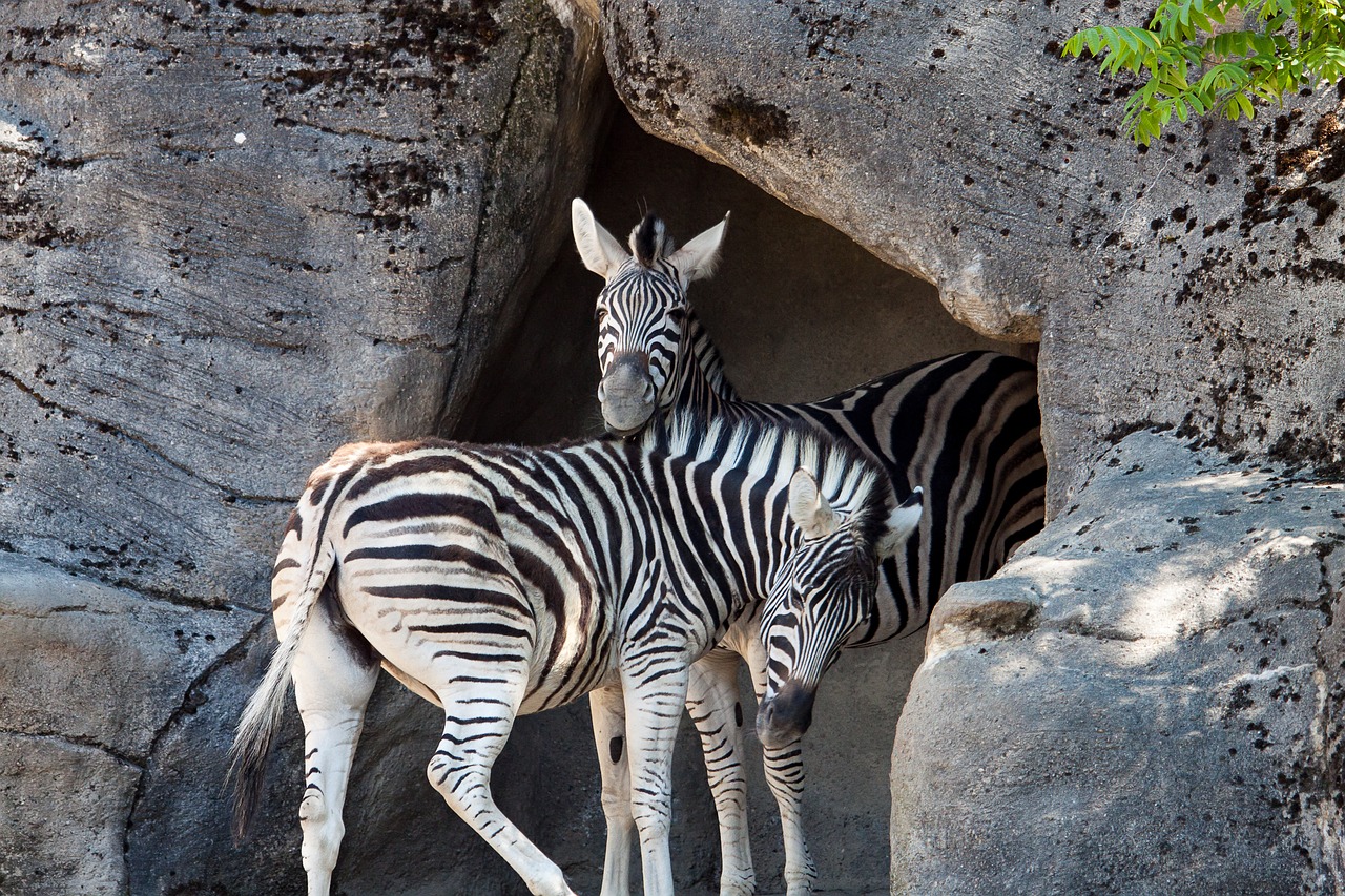 zebra  wild animal  hagenbeck zoo free photo