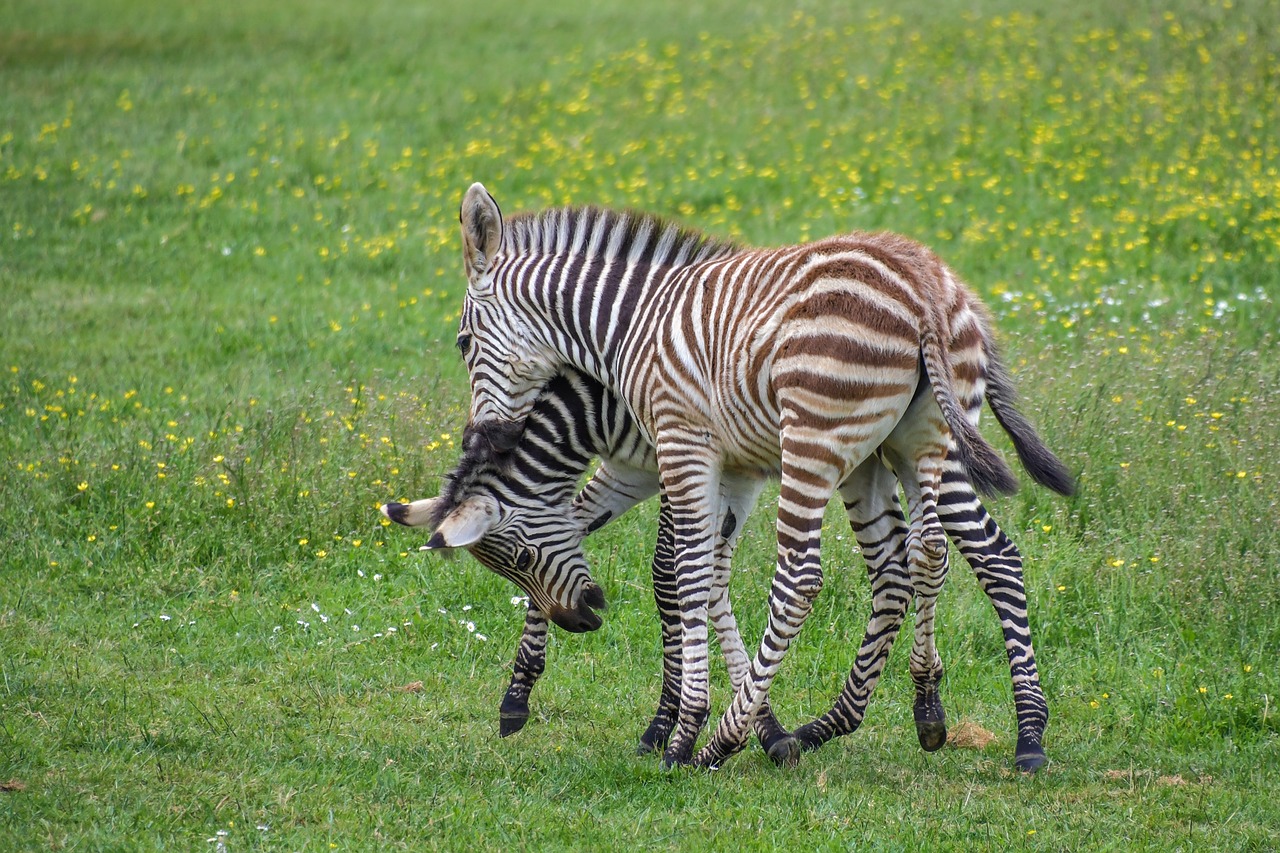 zebra  zébreau  play free photo