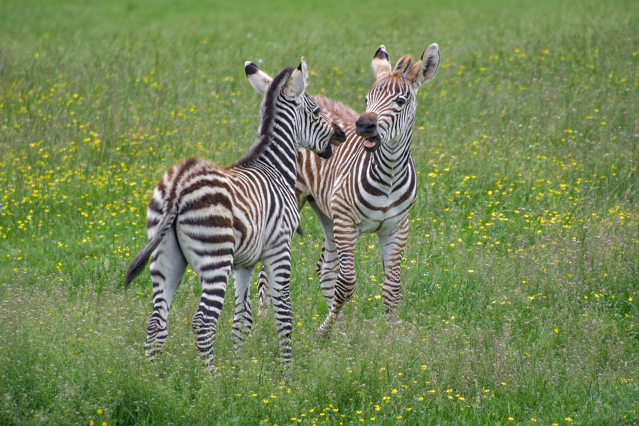 zebra  zébreau  play free photo