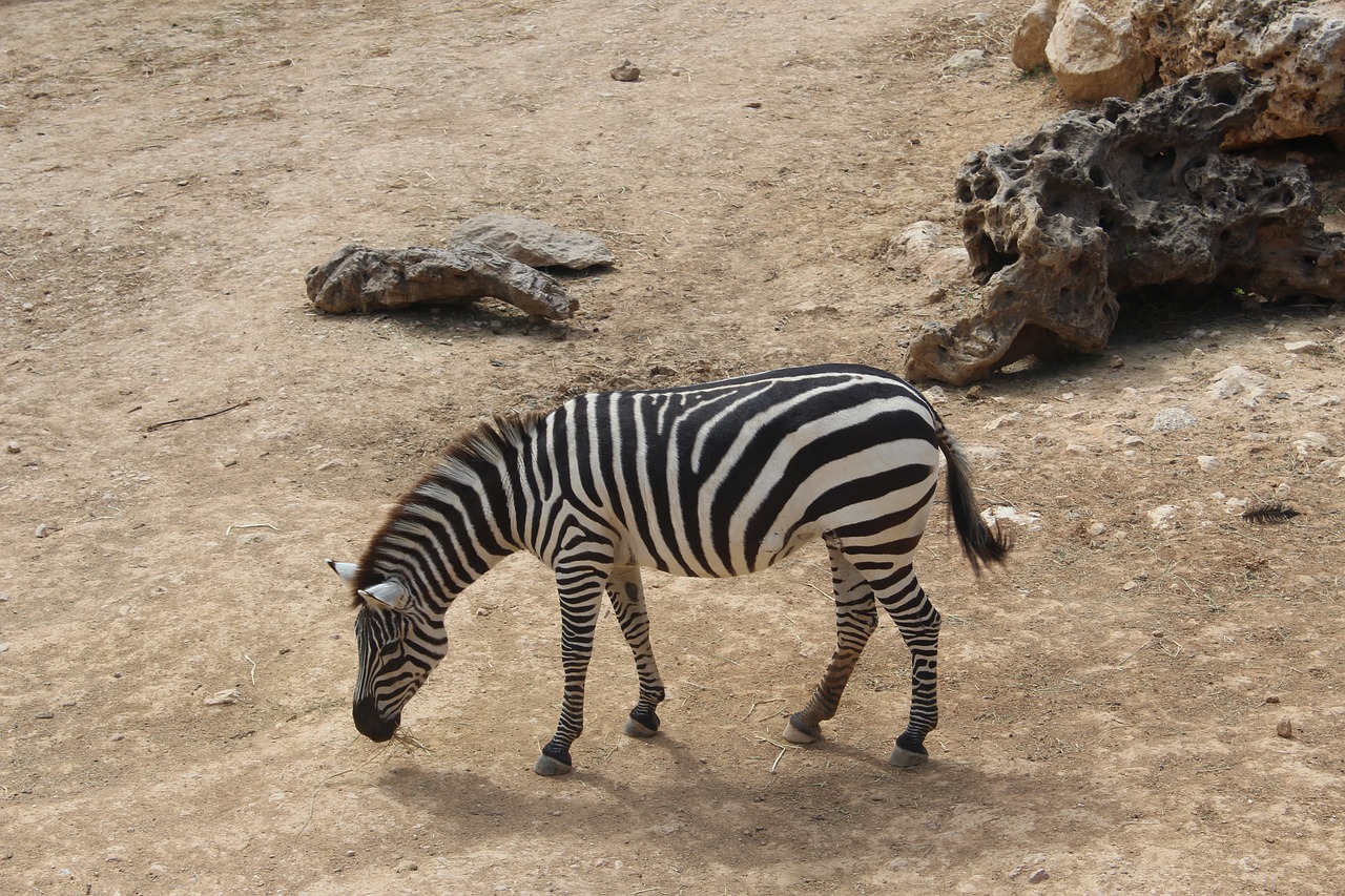 zebra  the biblical zoo  animals free photo