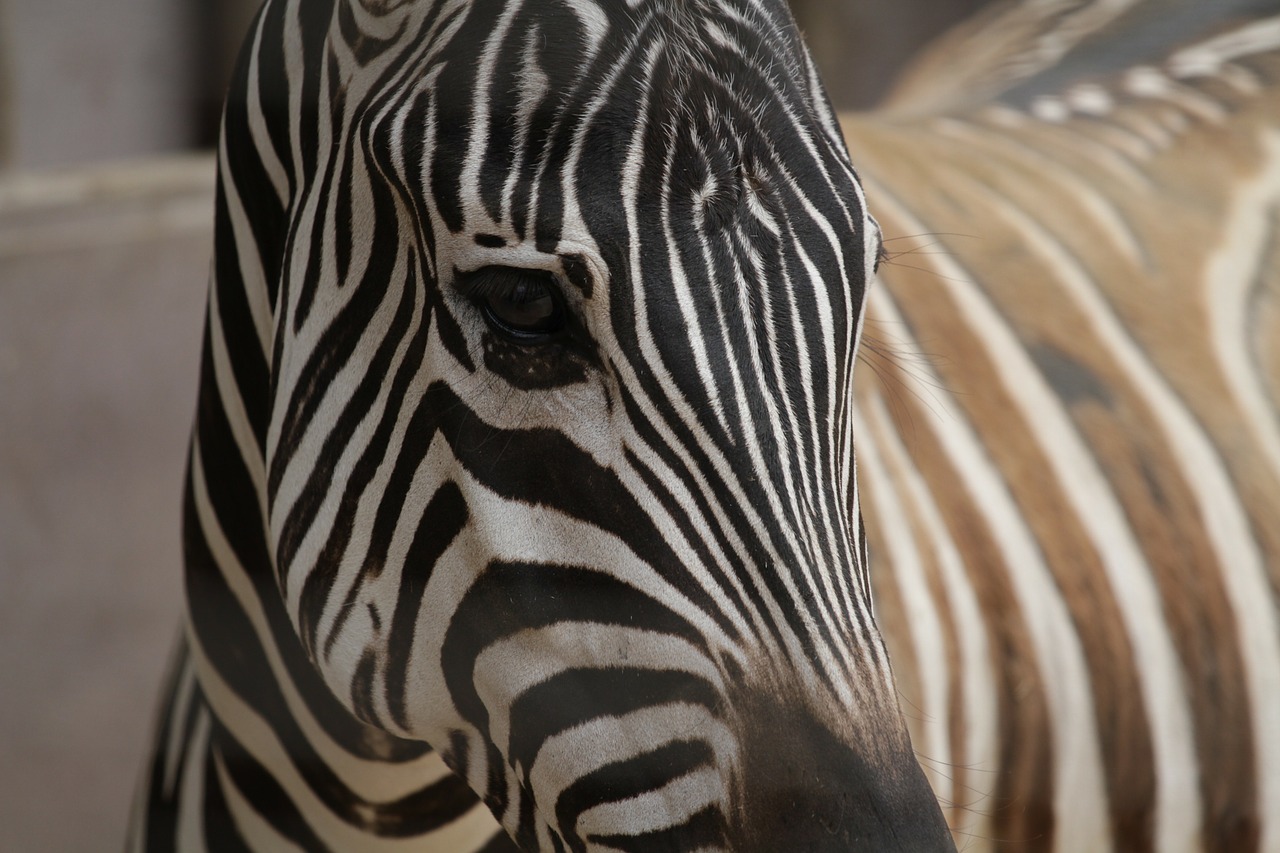 zebra close-up animals free photo