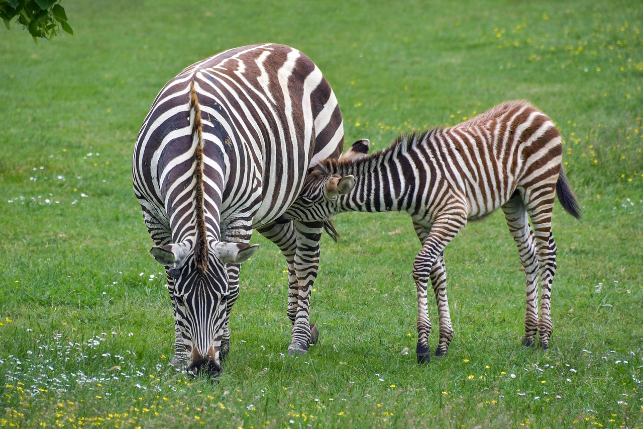 zebra  mother  petit free photo