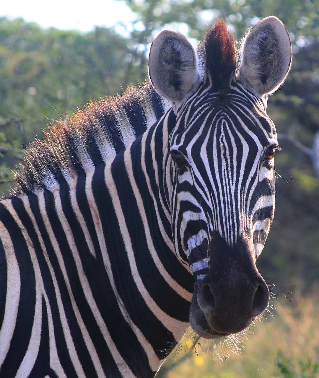 zebra  wildlife  animal free photo