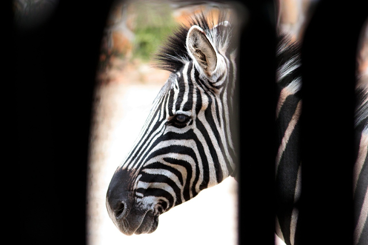 zebra strips white free photo