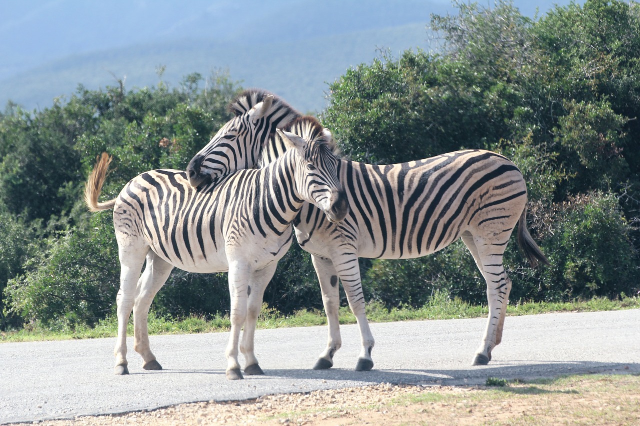 zebra  two  safari free photo