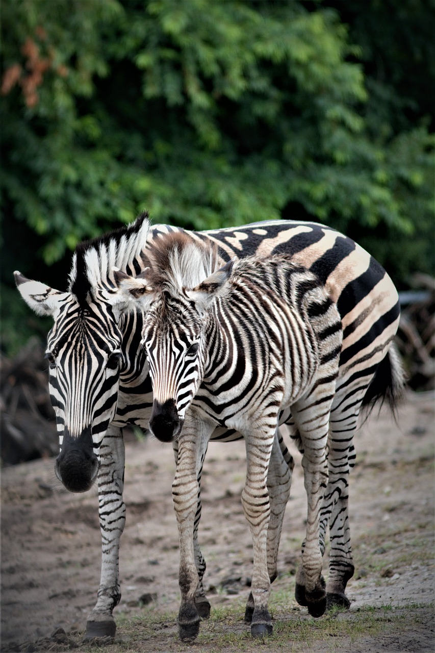 zebra  filly  mare free photo
