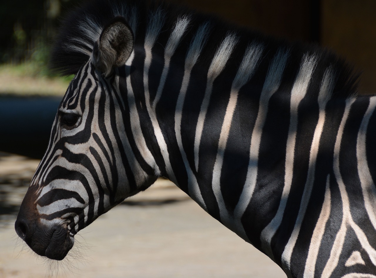 zebra  stripe pattern  zoo free photo