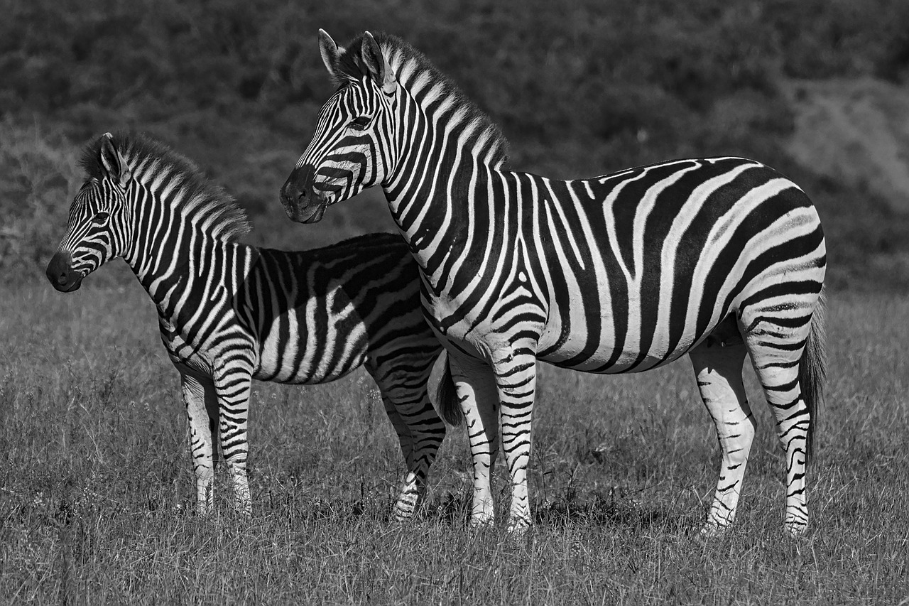 zebra  addo  elephant free photo