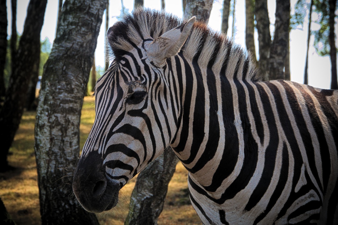 zebra  animal  africa free photo