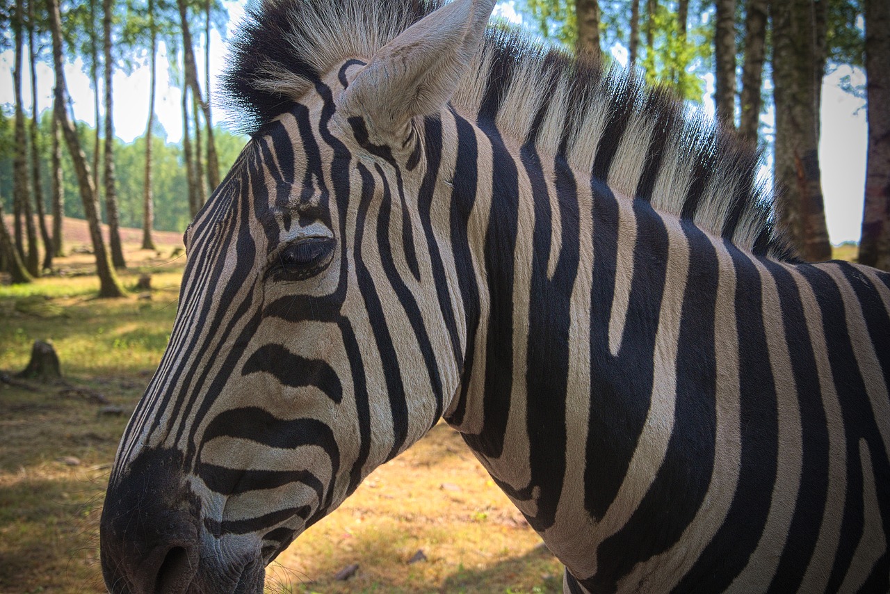 zebra  animal  africa free photo