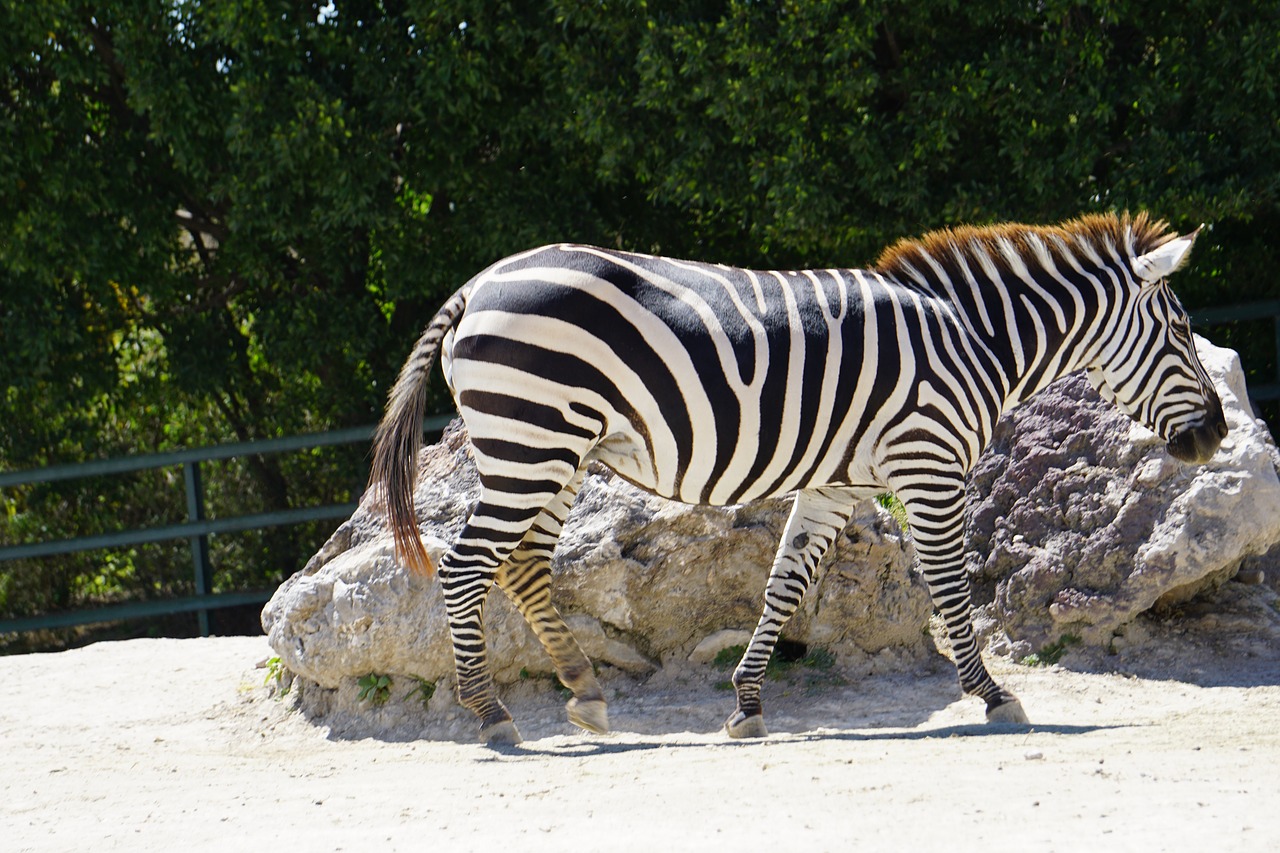 zebra  animals  africa free photo