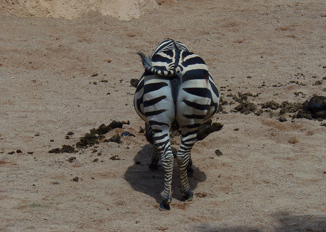 zebra  animal  mammal free photo