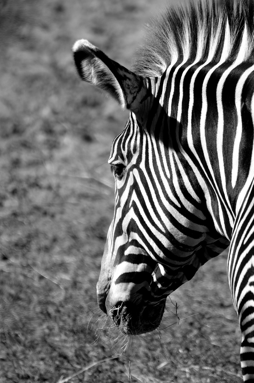 zebra  animal reserve  wildlife free photo