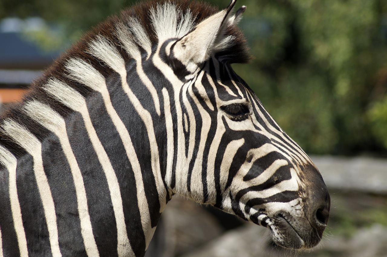 zebra  striped  stripes free photo