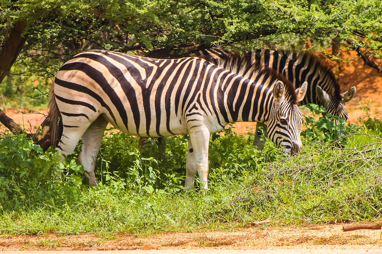 zebra  safari  africa free photo
