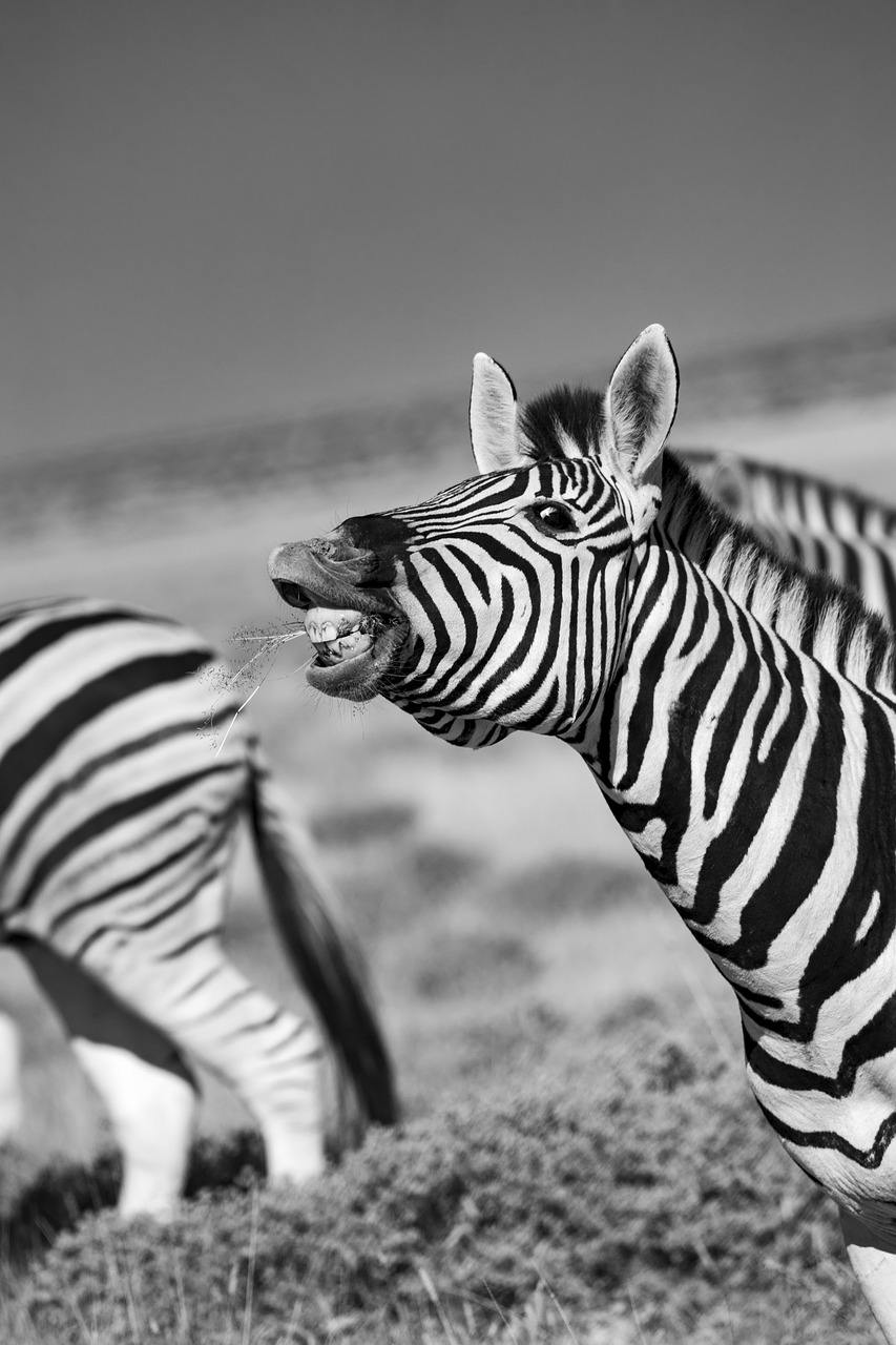 zebra  africa  laugh free photo
